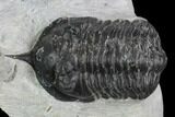 Bargain, Morocconites Trilobite Fossil - Morocco #127473-2